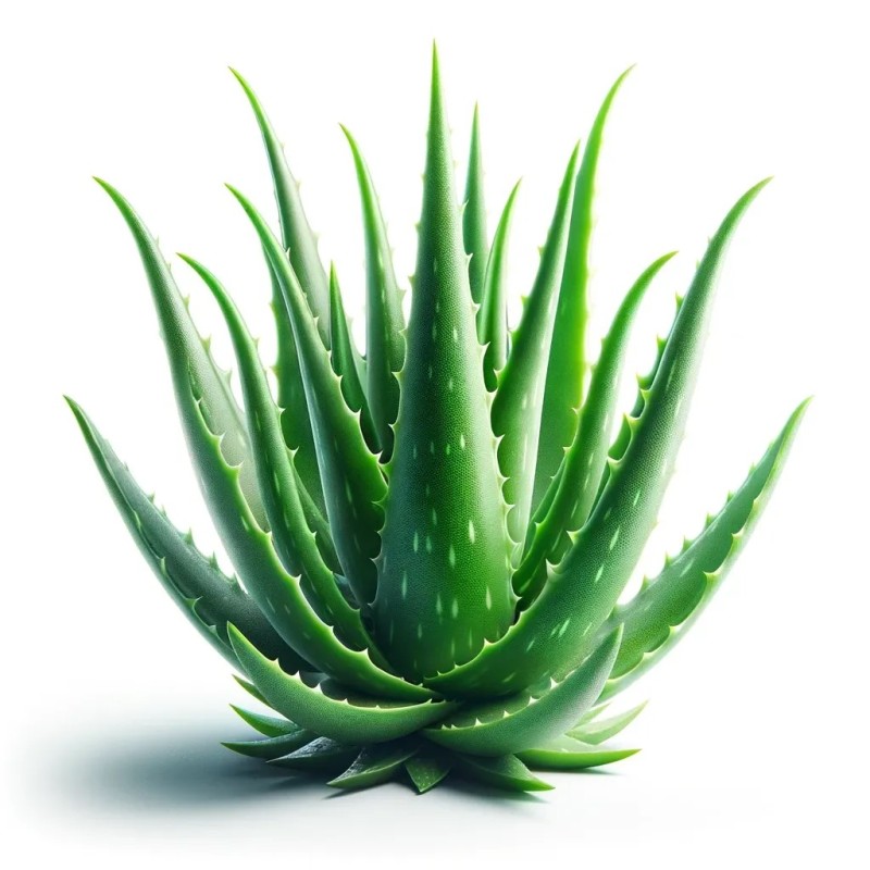 Aloe vera