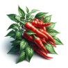 Piment Rouge