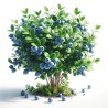 Myrtille