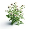 Herbe aux Puces
